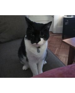 Pepe's Favorite Cat Toy